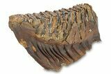 Fossil Woolly Mammoth Lower Molar - Nice Roots! #292760-4